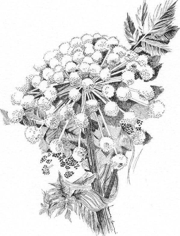 Angelica